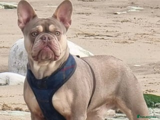 French Bulldog dogs - Advert 5