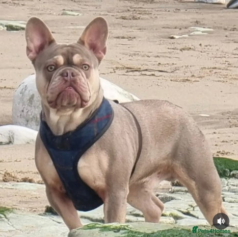 French Bulldog dogs - Advert 14