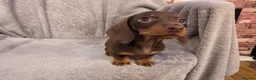 Miniature Dachshund dogs for sale: Litter of three Miniature Dachshunds for sale. - Advert 6