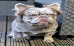 French Bulldog dogs for sale: Fluffy French Bulldog Puppies  - Image 13