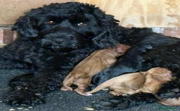 Cockapoo dogs - Advert 3