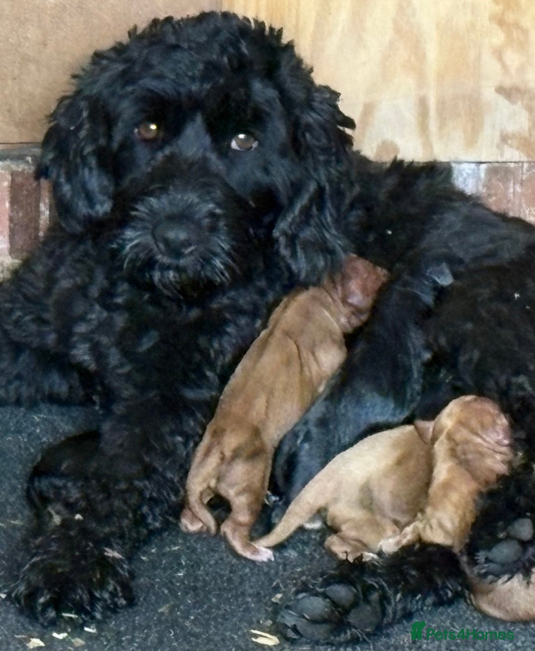 Cockapoo dogs for sale: Cockapoo puppies - Image 1