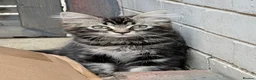 Ragdoll cats for sale:  Cherubim Ragdoll Kittens  - Advert 14