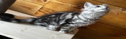 Maine Coon cats for sale: Maine Coon kittens - Advert 38