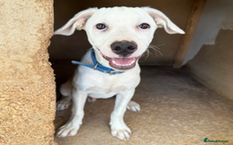 Mixed Breed dogs for adoption: Aspen (deaf but determined!) - Image 5