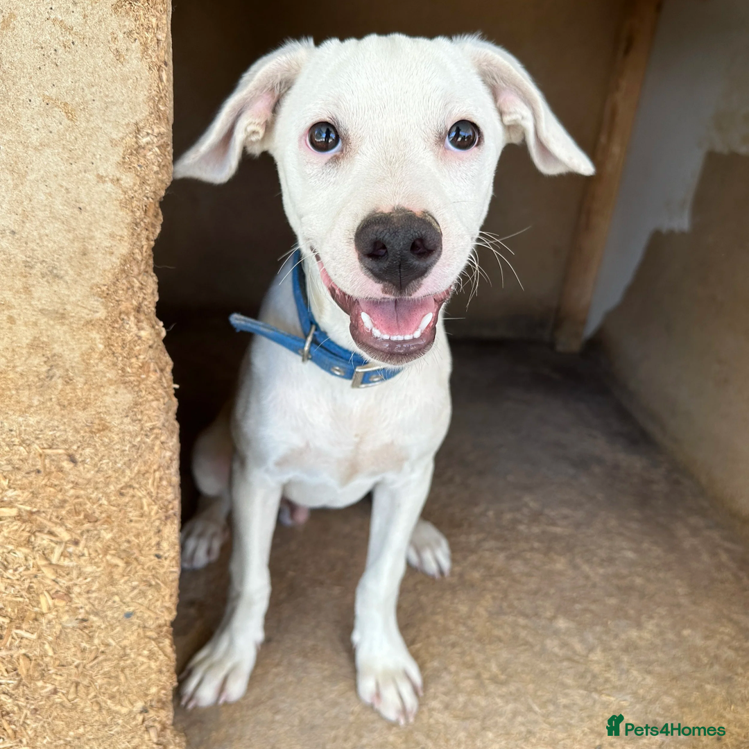 Mixed Breed dogs for adoption: Aspen (deaf but determined!) - Image 5