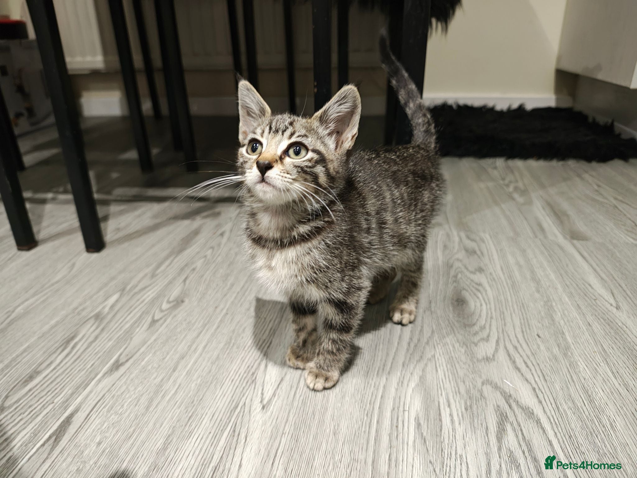Mixed Breed cats Bengal Marble & British Shorthair  - Advert 1