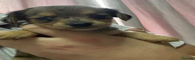 Jackshund 2