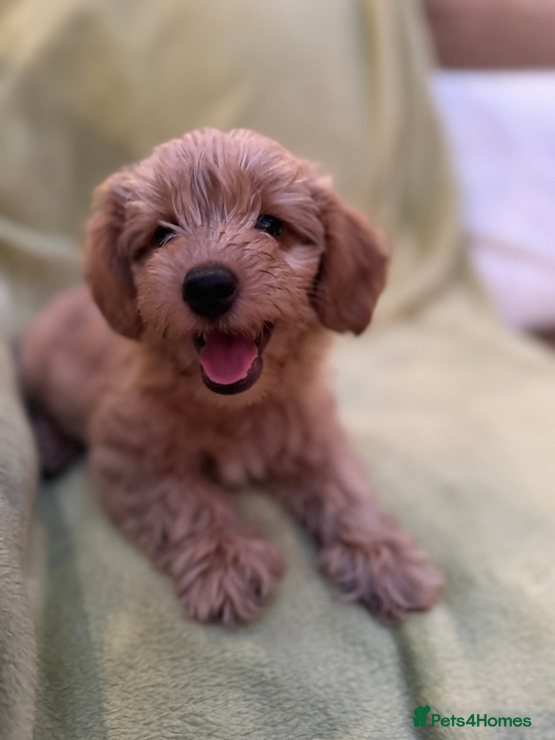 Yorkiepoo dogs for sale: Yorkiepoo pups - Image 10