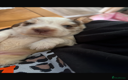 Cocker Spaniel dogs for sale: 🩷Stunning chocolate sable roan show type cocker🩷 - Advert 16