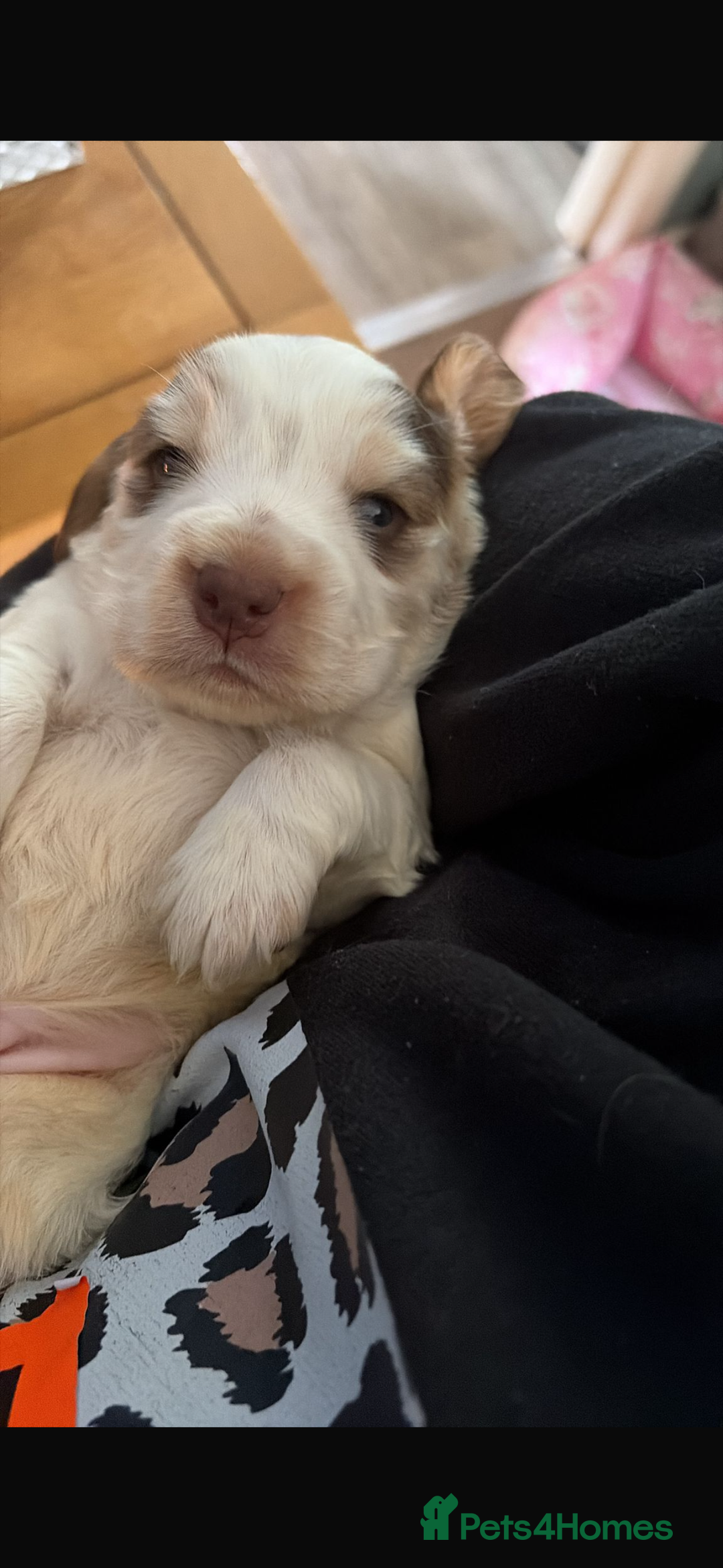 Cocker Spaniel dogs for sale: 🩷Stunning chocolate sable roan show type cocker🩷 - Advert 16