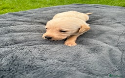 Labrador Retriever dogs for sale: KC Yellow Labradors - Image 5