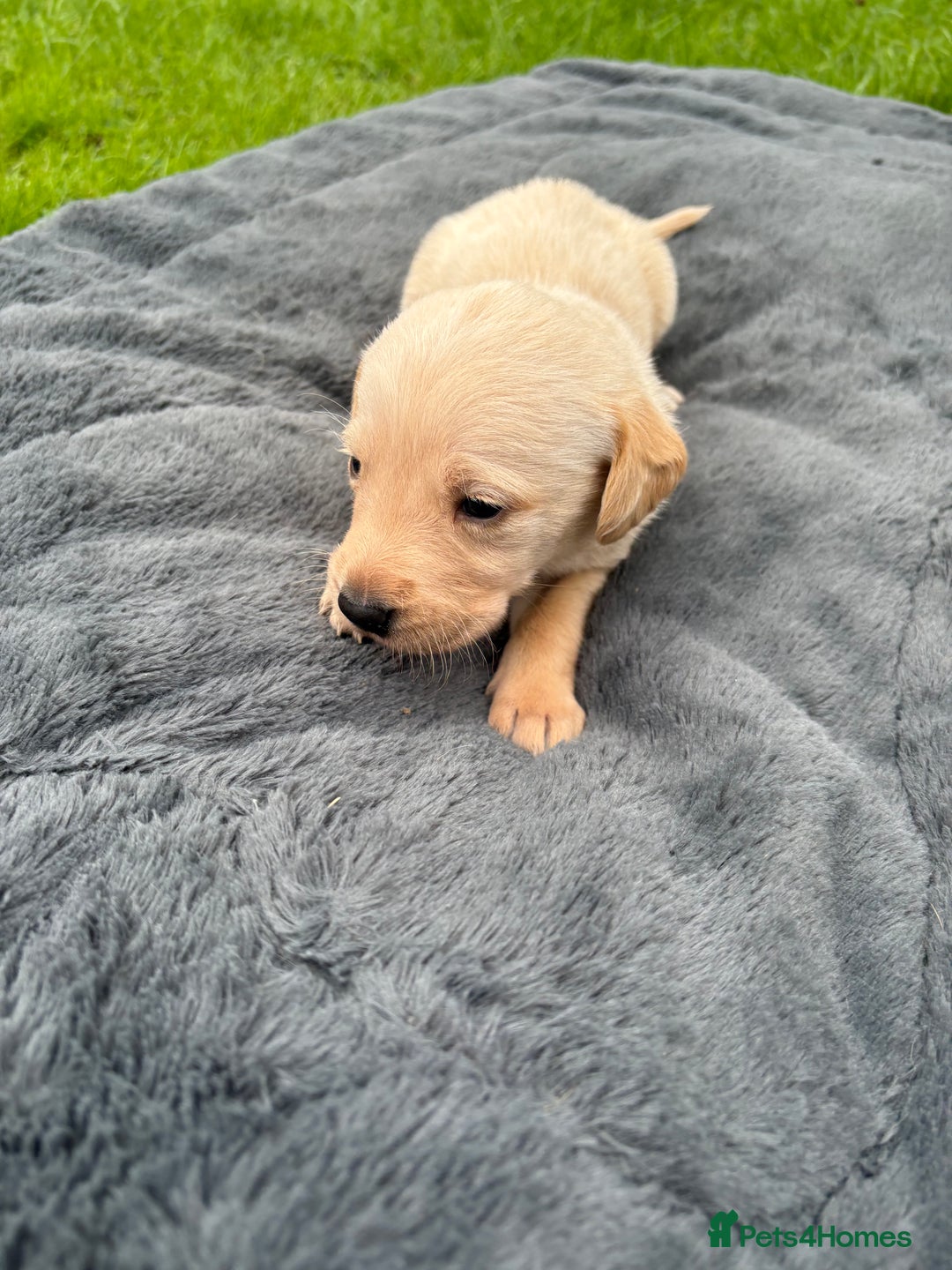 Labrador Retriever dogs for sale: KC Yellow Labradors - Image 5