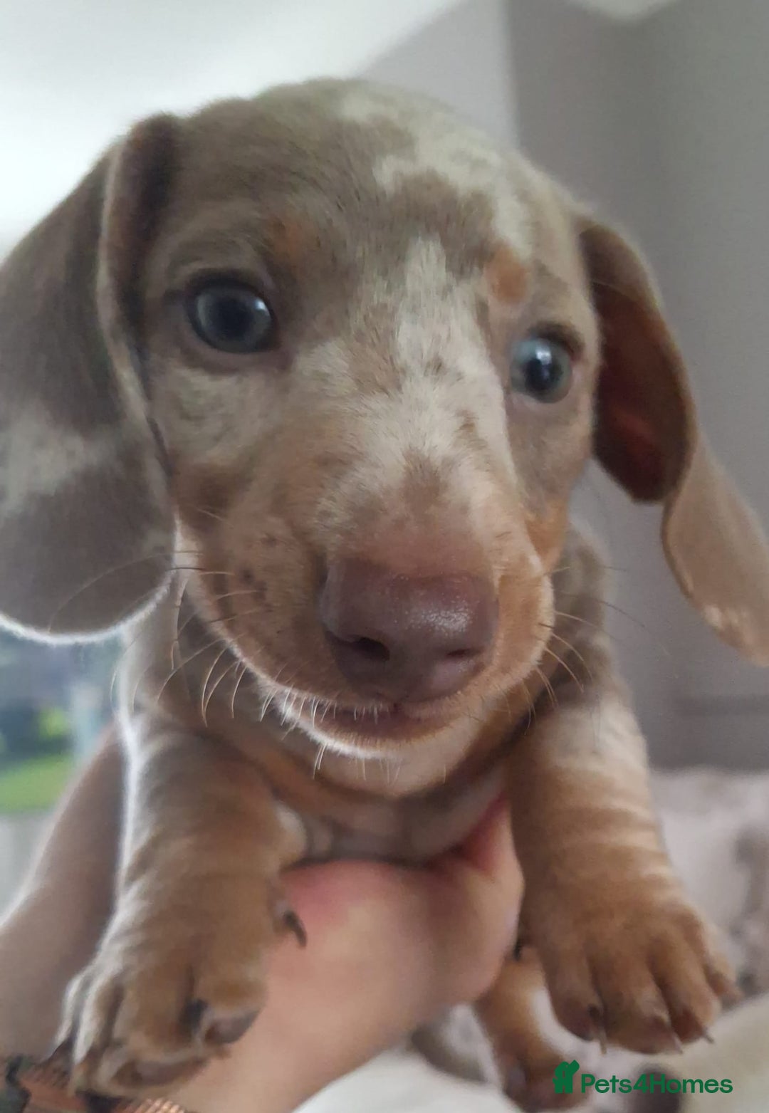 Miniature Dachshund dogs for sale: Adorable KC registered mini dachsund pups - Image 30