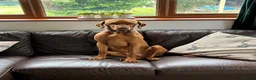Hungarian Vizsla dogs for stud: Hungarian viszla stud in Leominster - Advert 4