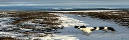 Border Collie dogs for sale: 3 year old male Border Collie in Selkirk - Advert 3