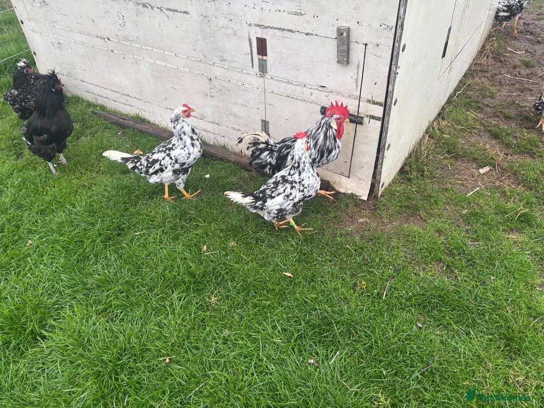 Chickens poultry for sale: Exchequer leghorns  - Advert 2