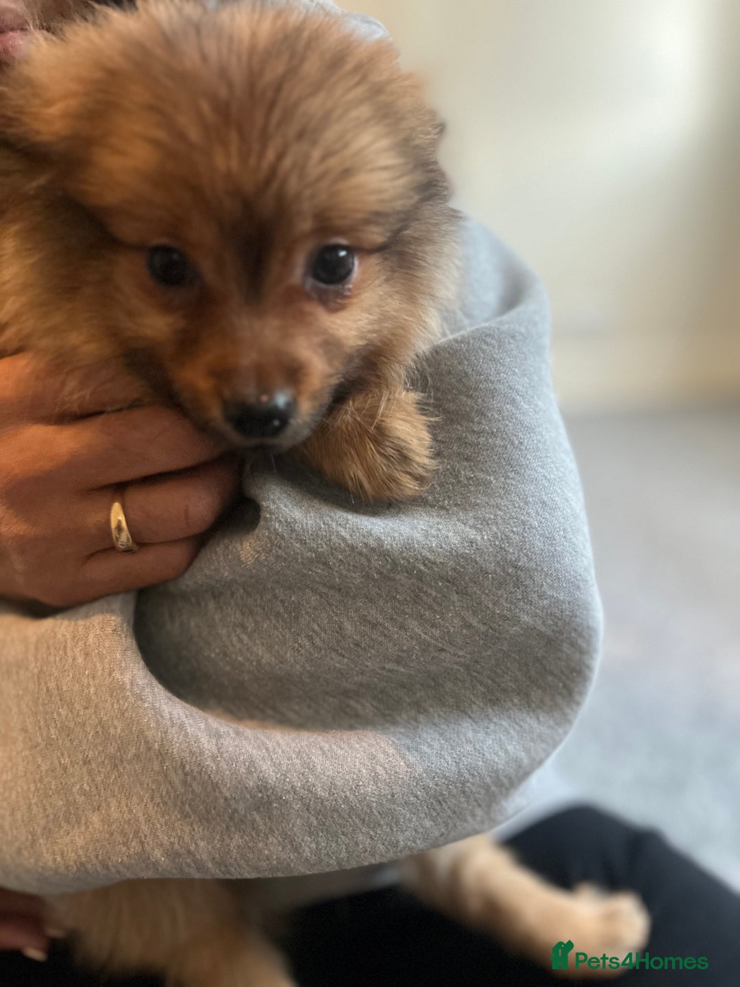 Mixed Breed dogs for sale: The cutest Pups: German & Japanese Pomeranian - Advert 27