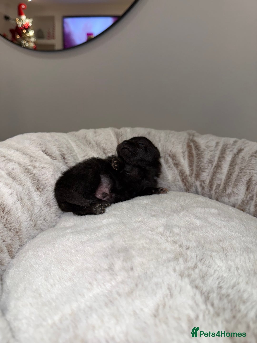 Pomeranian dogs for sale: Teddy Bear Pomerians  - Advert 8