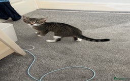 Domestic Shorthair cats for sale: Female kitten for sale - Image 1