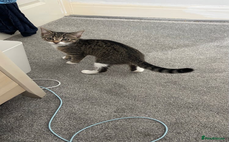 Domestic Shorthair cats - Advert 1