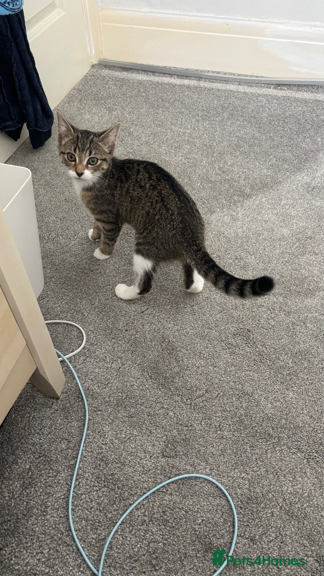 Domestic Shorthair cats for sale: Female kitten for sale - Image 1