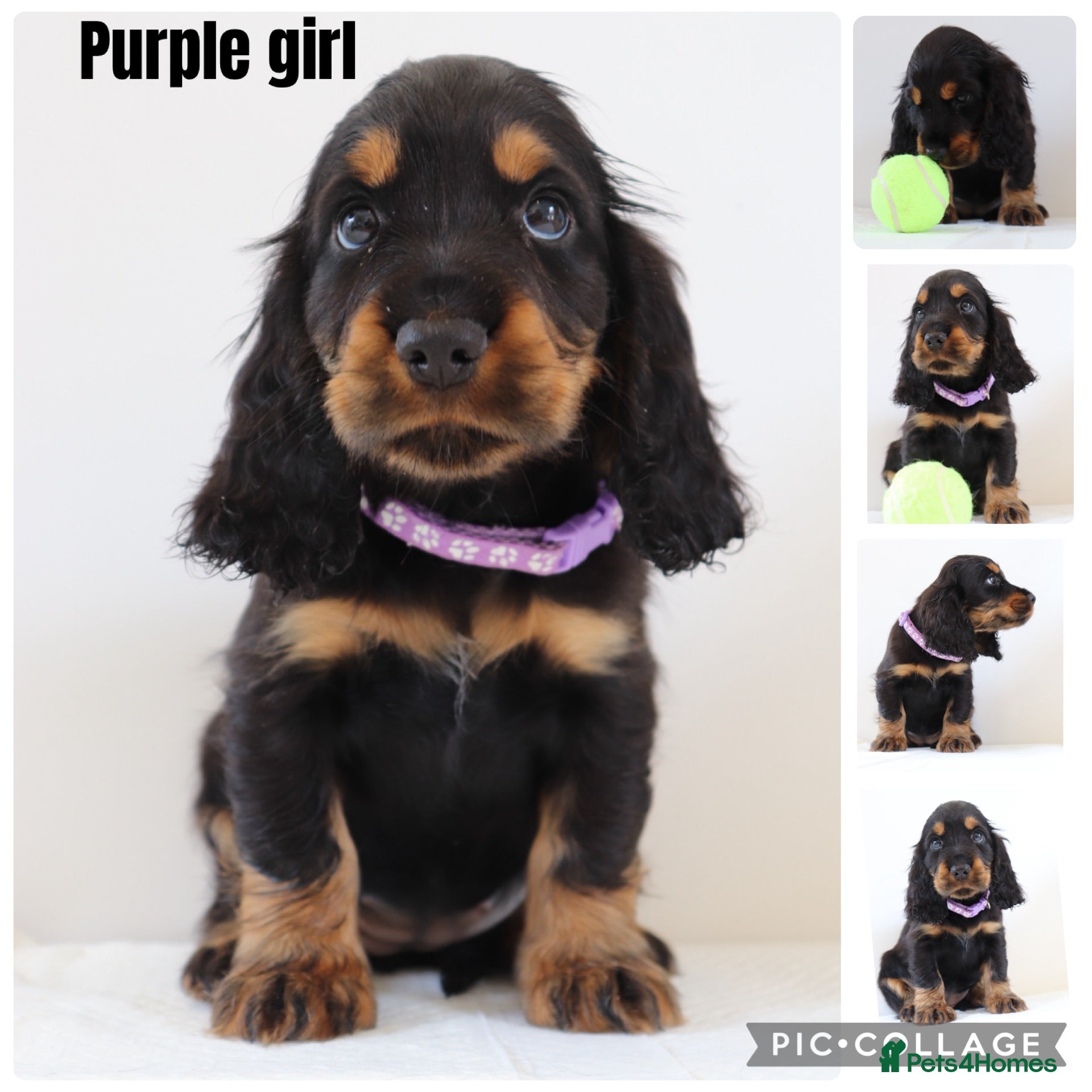 Cocker Spaniel dogs Cocker spaniel puppy’s  - Advert 2