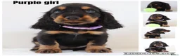 Cocker Spaniel dogs for sale: Cocker spaniel puppy’s  - Advert 2