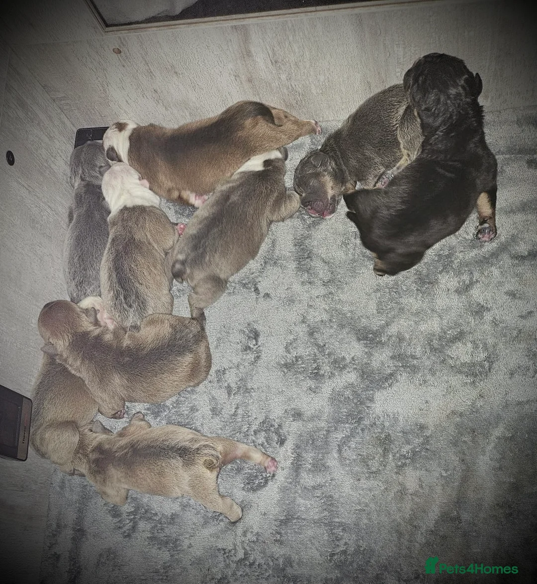 English Bulldog dogs for stud: ⭐️Proven English Bulldog available for stud⭐️ in Solihull - Advert 18