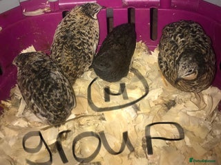 Quail poultry SEXED CHINESE PAINTED BUTTON QUAILS ! - Advert 1