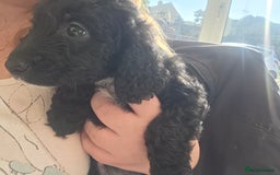 Cockapoo dogs for sale: Beautiful Female Cockapoo - Image 2