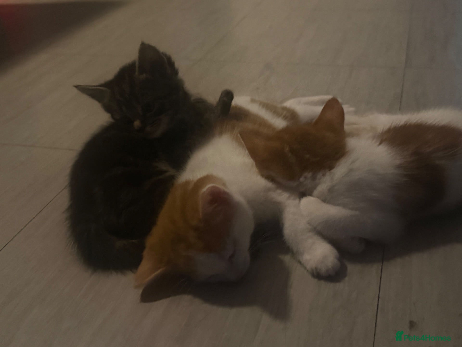Domestic Shorthair cats Kittens  - Advert 2