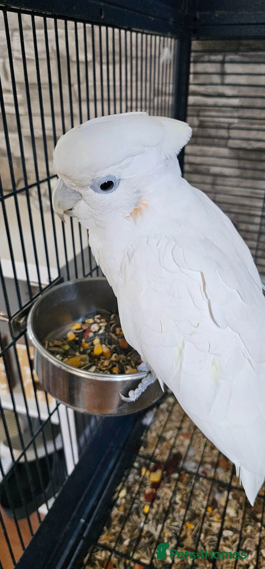 Cockatoo birds for sale: Male & Female Ducorp Cockatoo  - Advert 1