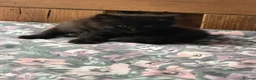British Shorthair cats for sale: 3 British mixed breed kittens - Advert 17