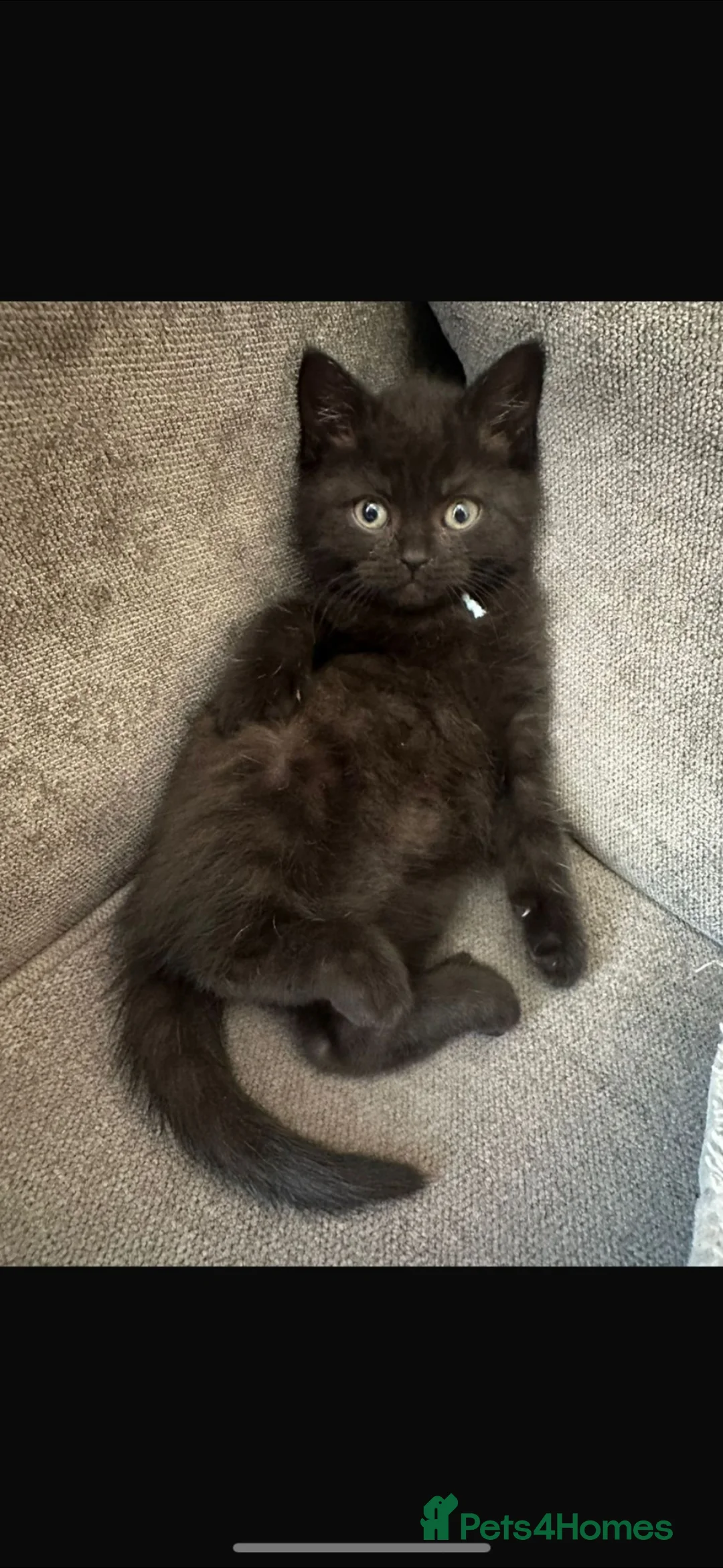 Mixed Breed cats for sale: Milo 3 months old - Advert 1