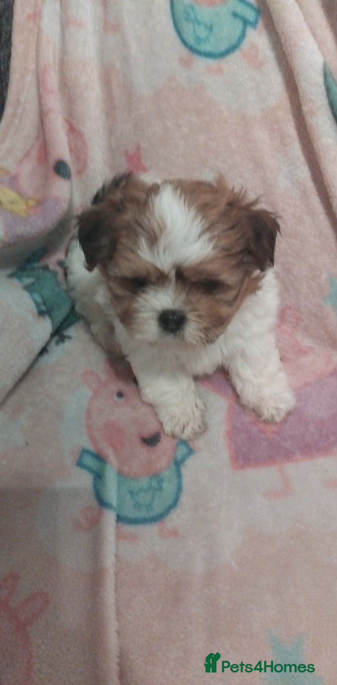 Lhasa Apso dogs for sale: 2 girl lahsa apso puppies for sale  - Advert 2