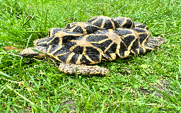 Tortoise reptiles for sale: CB18 indian star tortoise for sale - Image 3