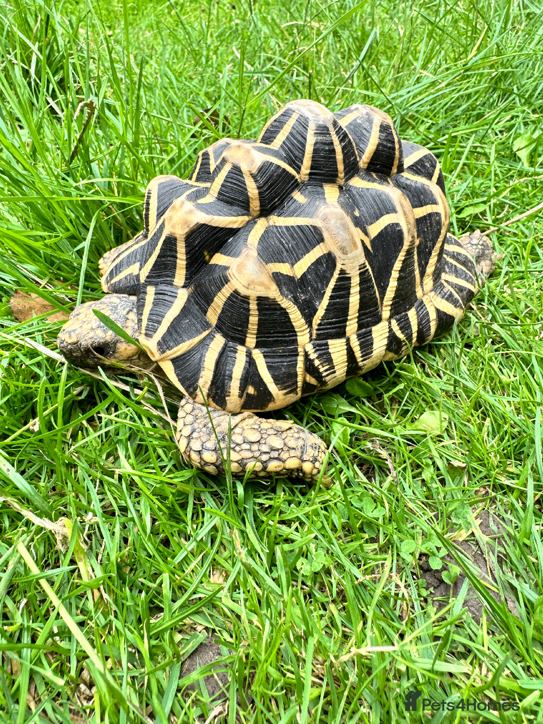 Tortoise reptiles for sale: CB18 indian star tortoise for sale - Image 3