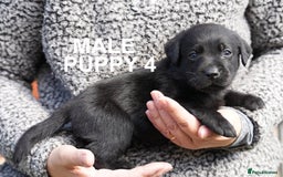 Labrador Retriever dogs for sale: Labrador retrievers chocolate and black KC reg - Image 8