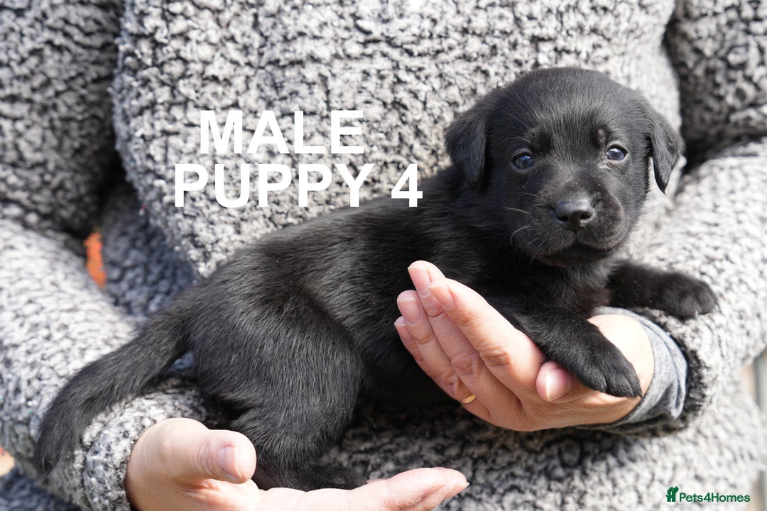 Labrador Retriever dogs for sale: Labrador retrievers chocolate and black KC reg - Image 8