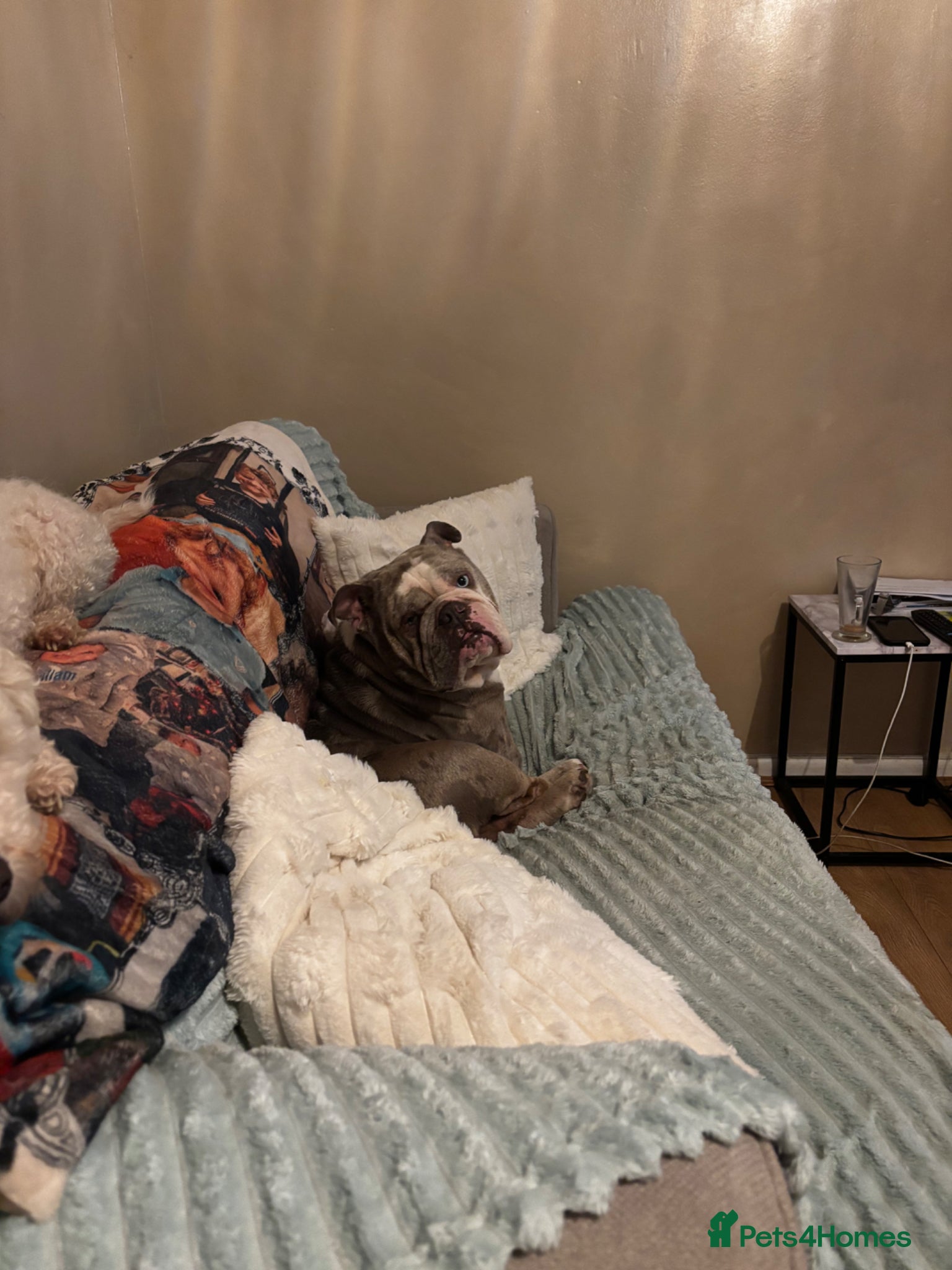 English Bulldog dogs English bulldog needs loving home - Advert 1