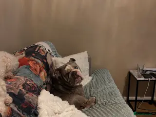 English Bulldog dogs English bulldog needs loving home - Advert 3