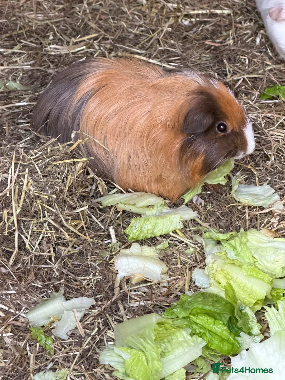Guinea Pig rodents for sale: 1 sow and 1 boar available  in Southampton - Advert 3