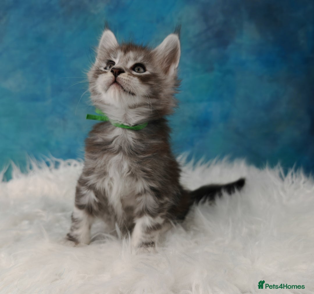 Maine Coon cats for sale: Shaded line Maine Coon kittens - Advert 18