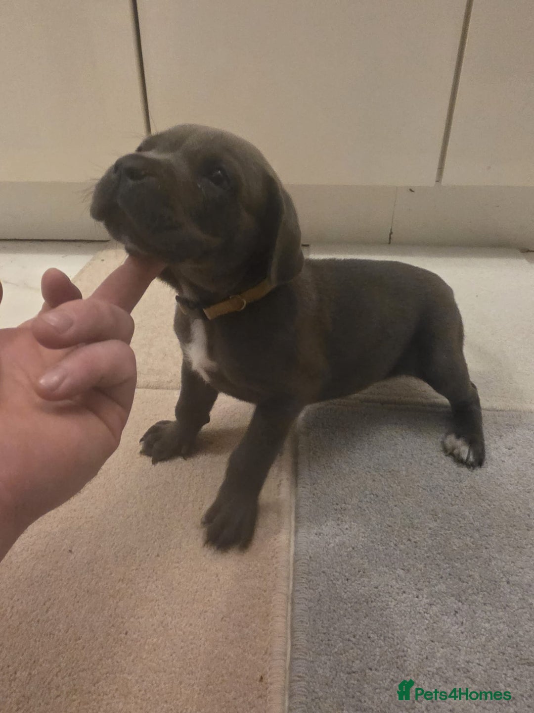 Cane Corso dogs for sale: Ready to leave blue cane corso puppies - Advert 19