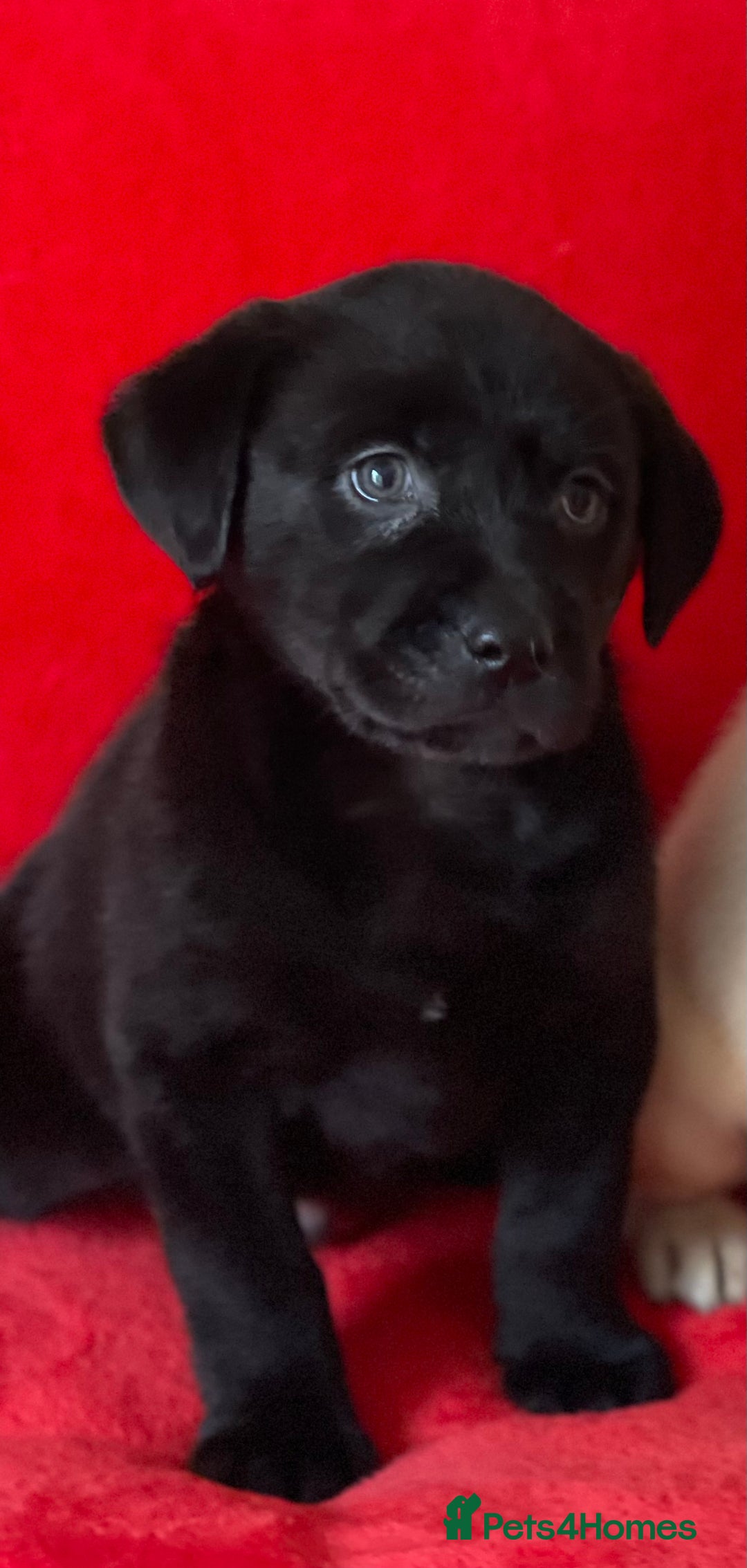 Labrador Retriever dogs for sale: Beautiful chunky Labrador pups NOW READY - Image 21