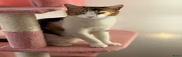 British Shorthair cats for sale:  1 year Lovely calico cat looking for a new home!! - Advert 7