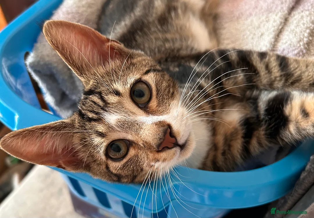 Domestic Shorthair cats for sale: 2 Tabby Kittens ready for new homes - Advert 1