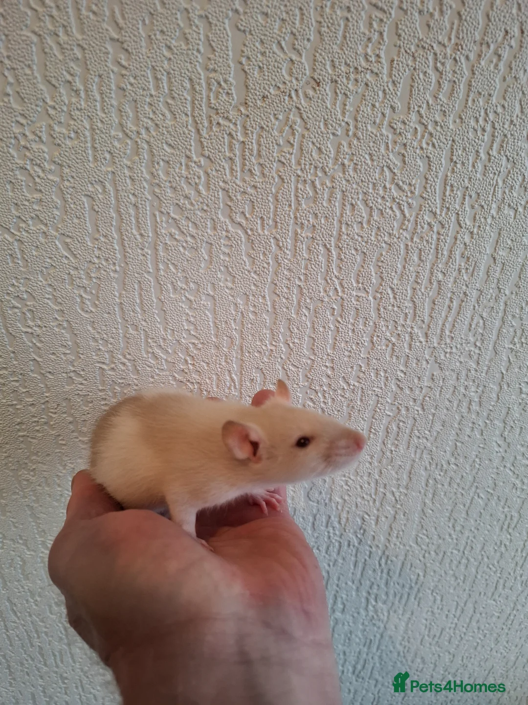 Rat rodents for sale: BABY RATS READY NOW - Advert 9