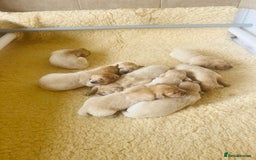 Golden Retriever dogs for sale: Fully health tested parents - Image 1